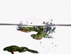 MS SLO MO Shot of three red-bellied toads jumping into water, one swims out and two staying above surface / Studio, New Jersey, United States Stock Footage