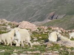 MS TU PAN Shot of mountain goat kids on tundra with nannies / Idaho Springs, Colorado, United States Stock Footage