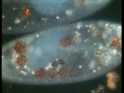 BCU microscopic view of Paramecium vacuole and particles Stock Footage