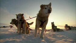 A team of sled dogs stands on Alaska's snowy tundra. Stock Footage