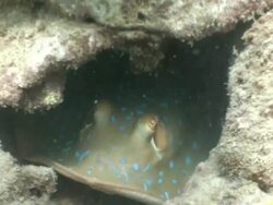 MS Bluespotting stingray hiding in coral reef AUDIO / Queensland, Australia Stock Footage