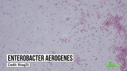 Is the Five-Second Rule Real? Instructional Video