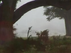 MS Shot of storm winds and rain whip past oak trees and beach / Gulfport, Mississippi, United States Stock Footage