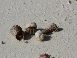 Hermit Crabs on a beach Stock Footage