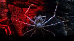 Giant spider crab Stock Footage