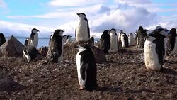 Chinstrap Penguin Stock Footage