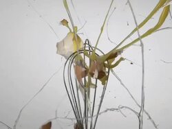CU SLO MO Shot of egg exploding inside eggbeater / Munich, Bavaria, Germany Stock Footage