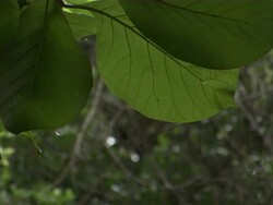 Medium Close Up - Rain drizzling down translucent leaves / Bangladesh  Stock Footage