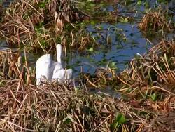 Ibis Taking a Bath Stock Footage