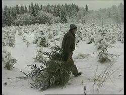 RUSSIA: HIGH DEMAND FOR CHRISTMAS TREES News Clip