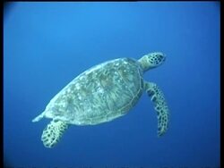 MS Green Turtle, backshot swimming toward reef, Sipadan, Borneo, Malaysia Stock Footage