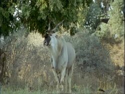 MS Eland (Taurotragus) eating leaves from overhanging tree, trees in background, Mana Pools, Zimbabwe Stock Footage