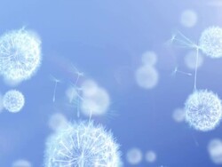 Flying Dandelions and seeds Stock Footage