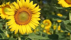 bee eating carpel pistil on sunflower Stock Footage