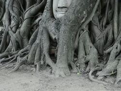 Head of Sandstone Buddha in root Stock Footage