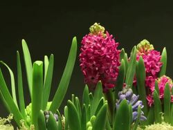 Medium Close Up static _ A hyacinth blooms and grows Stock Footage