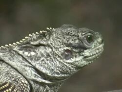 HD: Iguana Stock Footage