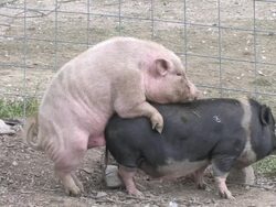 Pigs xxx - HD 1080/30f Stock Footage