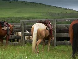 Saddle horses tied off at corral Stock Footage