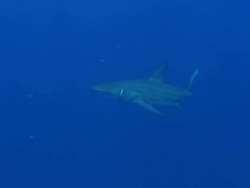 MS Shot of Blacktip shark with visible wound swimming among aggregation in open water / Aliwal Shoal, Kwa Zulu Natal, South Africa Stock Footage