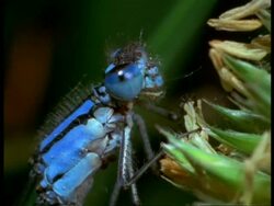 BCU Head of Damselfly (Enallagma cyathigerum), England Stock Footage
