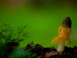 CU T/L Shot of view of dictyophora indusiata on wood log in mt soorisan / annyang, gyeonggi-do, South Korea Stock Footage