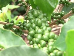 Fairtrade coffee beans at coffee-plantation in Ecuador Stock Footage
