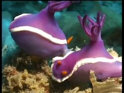 Sea slug, H.bullocki, two mating, Kapalai, Sipadan, Borneo, Malaysia Stock Footage