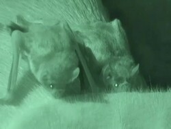 Vampire bats feast on a pig as it sleeps. Stock Footage
