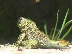Green Spiny Lizard Stock Footage