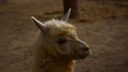 Alpaca Stock Footage