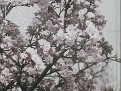Green Islands, 1954, part 7 - Spring arrives in London park, flowers bloom, children and animals Stock Footage