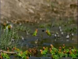 High Speed Lillian's love-birds, MS group take off from muddy water, low angle, Mana Pools, Zimbabwe Stock Footage