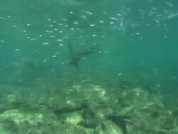 Sea Lion camera point of view. Mexico  Stock Footage