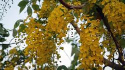 Cassia fistula flower Stock Footage