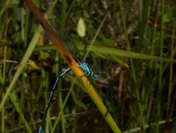 Dameselfly Stock Footage
