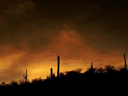 Several saguaro cactus trees silhouetted against dramatic sunset clouds  Stock Footage