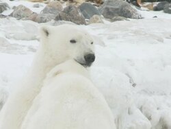MS SLO MO Two Polar bears sitting facing each other playing and fighting / Churchill, Manitoba, Canada Stock Footage