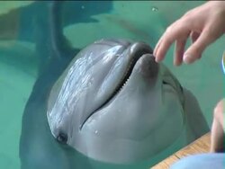 Delphinarium. Stock Footage