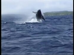 MWA Humpback Whale (Megaptera novaeangliae) breaching and splashing back in to water, Tonga Stock Footage