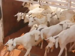 Goats unloaded from truck Stock Footage