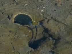 Shot of whirlpool at mud flat Stock Footage