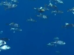 MS Schooling fish in blue water / Hawaii, United States Stock Footage