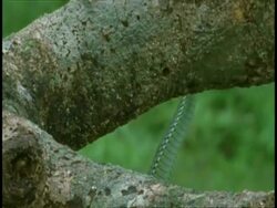 Green snake stalking frog, pan right, Western Ghats, India Stock Footage