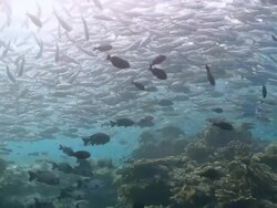 WS Woman freediving amongst large school of trevally / Sipadan, Sabah, Malaysia Stock Footage