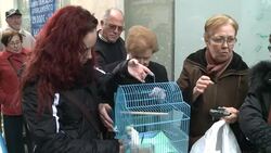 CLEAN : Blessing of animals in Spain to celebrate News Clip