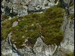 MS rock face covered in moss, Antarctica Stock Footage