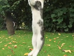 HD SLOW-MOTION: Playful Kitten Stock Footage