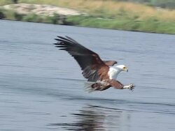 CU TS SLO MO Shot of African Fish-Eagle (haliaeetus vocifer) Adult in flight with Fish in its Claws in Chobe River / Chobe Game Reserve, Africa, Botswana Stock Footage