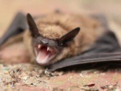 mad bat Stock Footage
